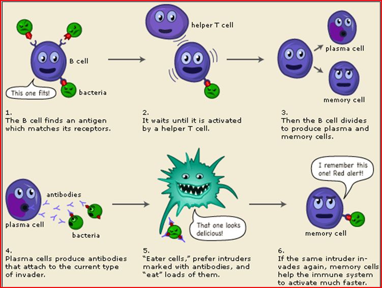  acute phase response, which is caused when the immune system 