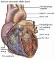 heart chart photo